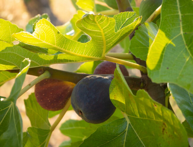 ripe-royal-figs-ficus-carica-sunset-greece ripe-royal-figs-ficus-salento
