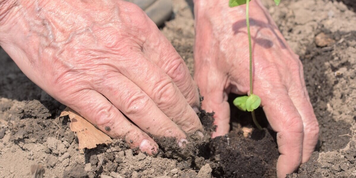 uomo anziano che racconta proverbi e coltiva