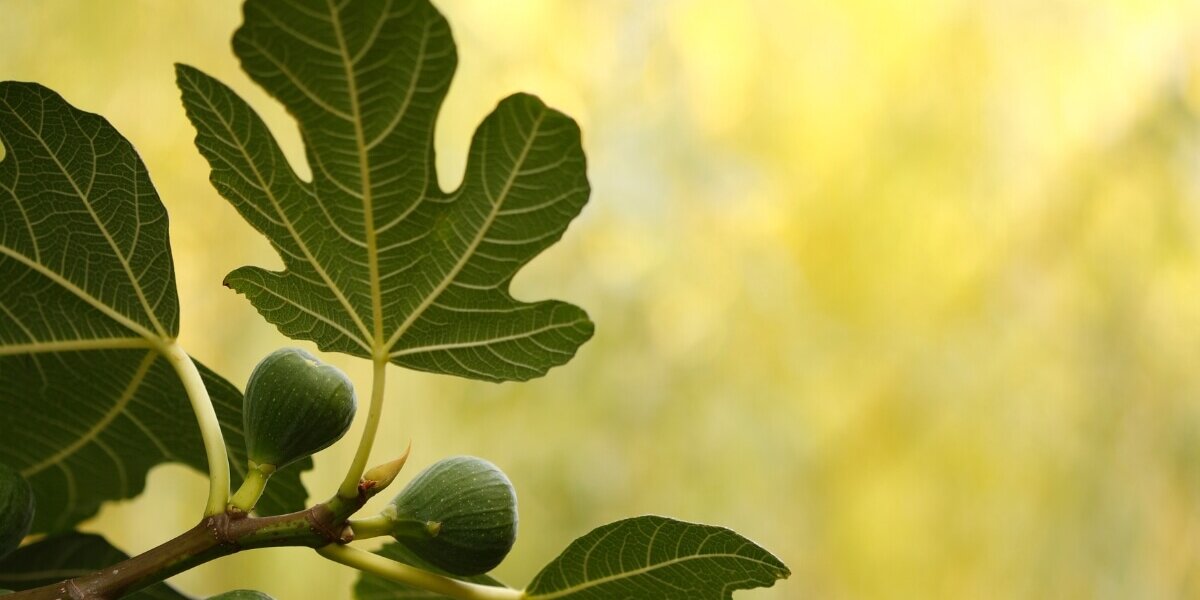 vi racconto con una immagine