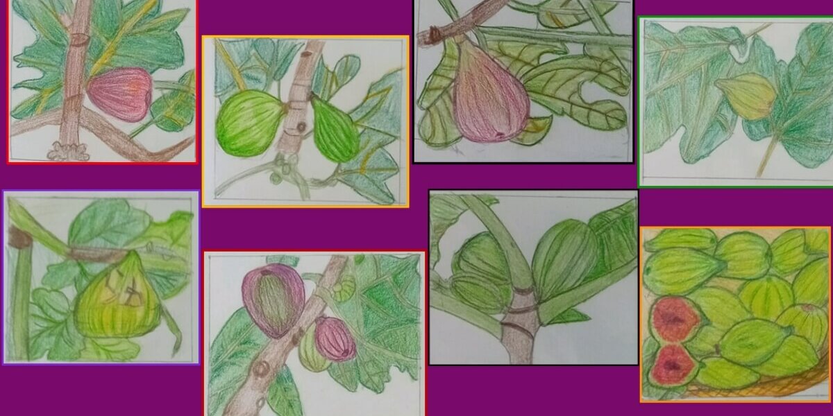 varietà e specie di fico