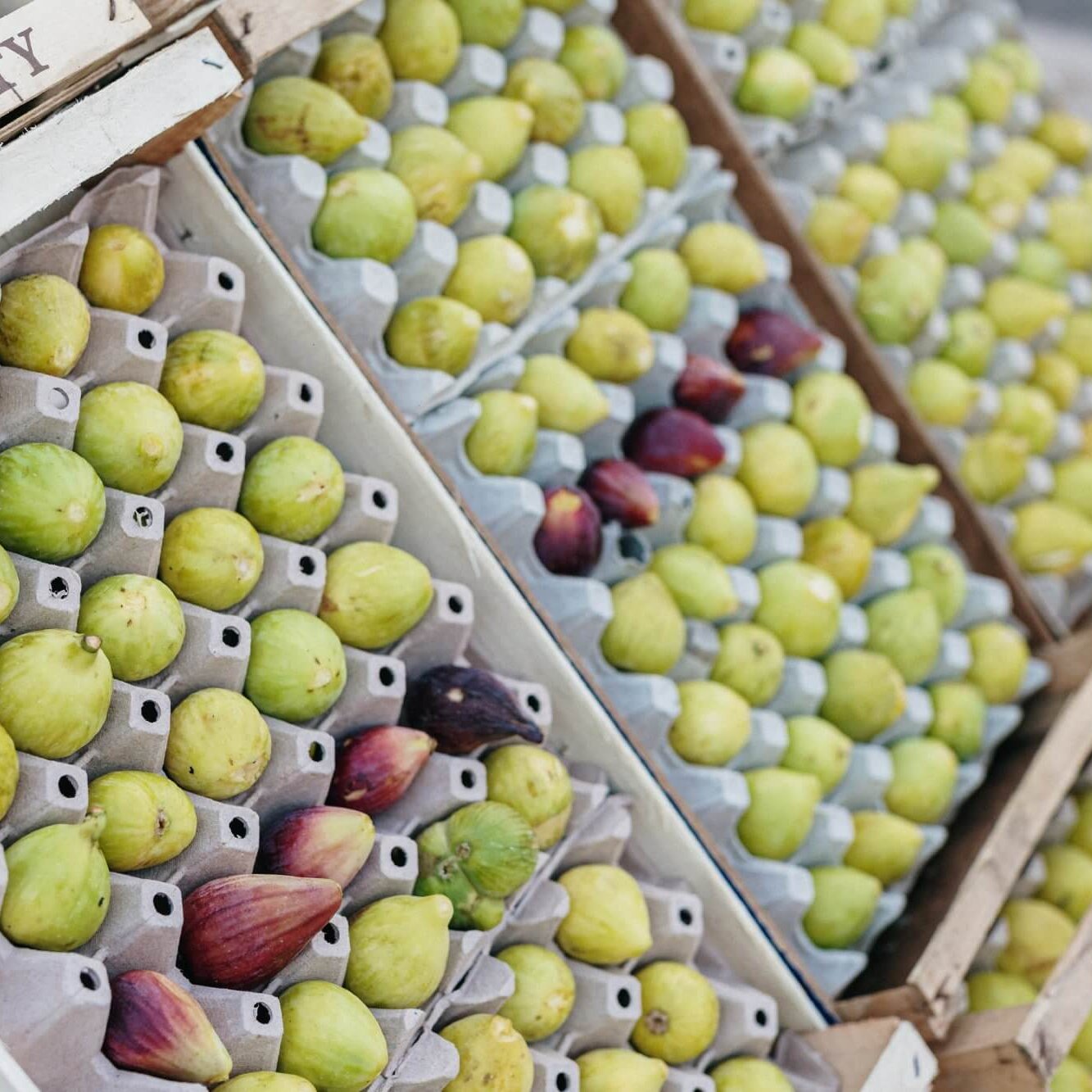 Festa della Fica 2024