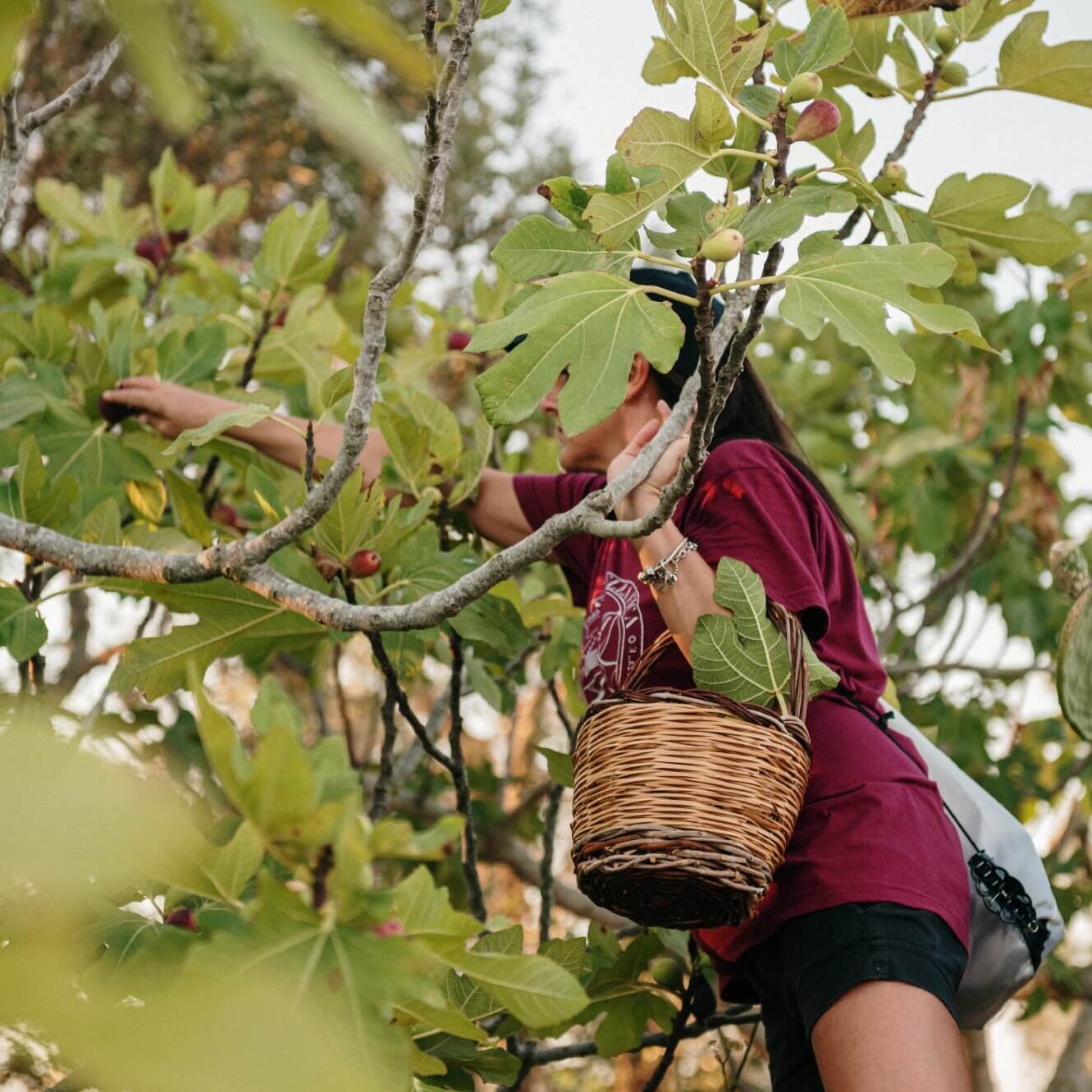 Festa della Fica 2024