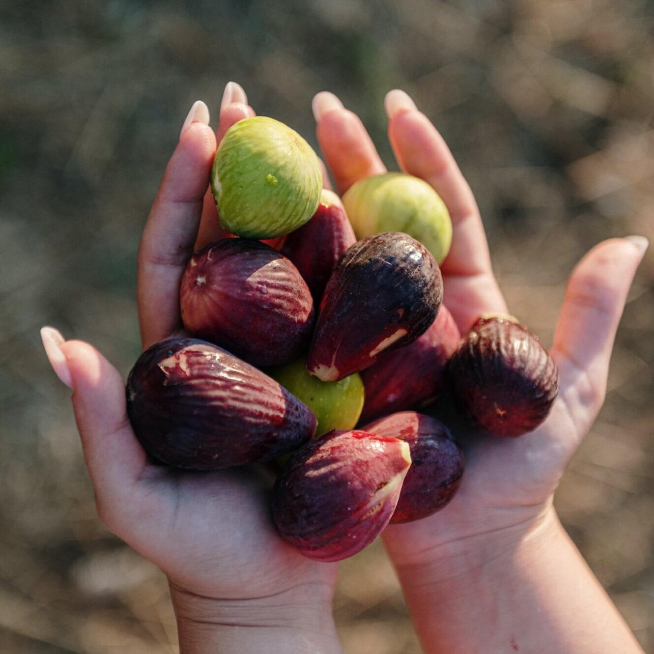 Festa della Fica 2024