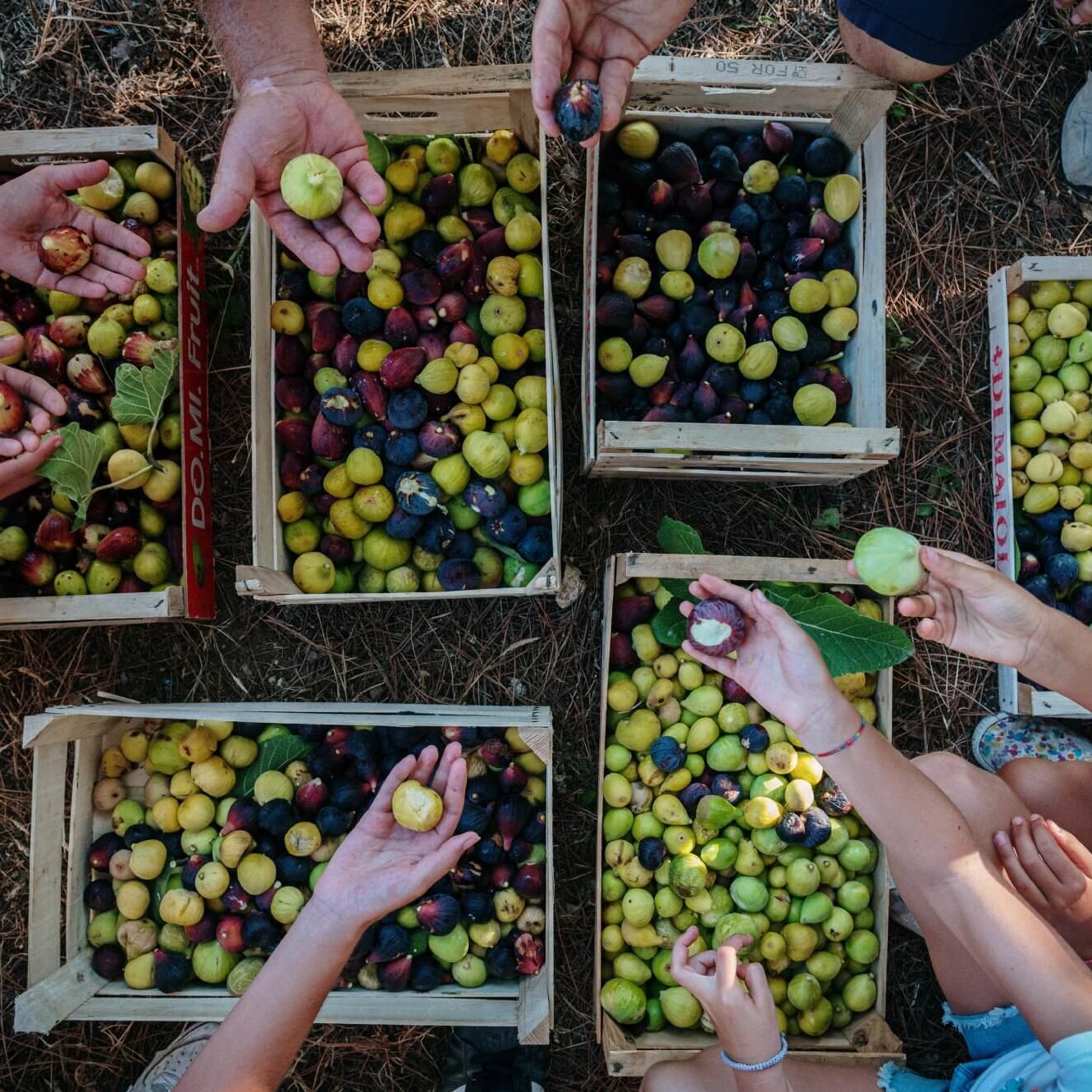 Festa della Fica 2024