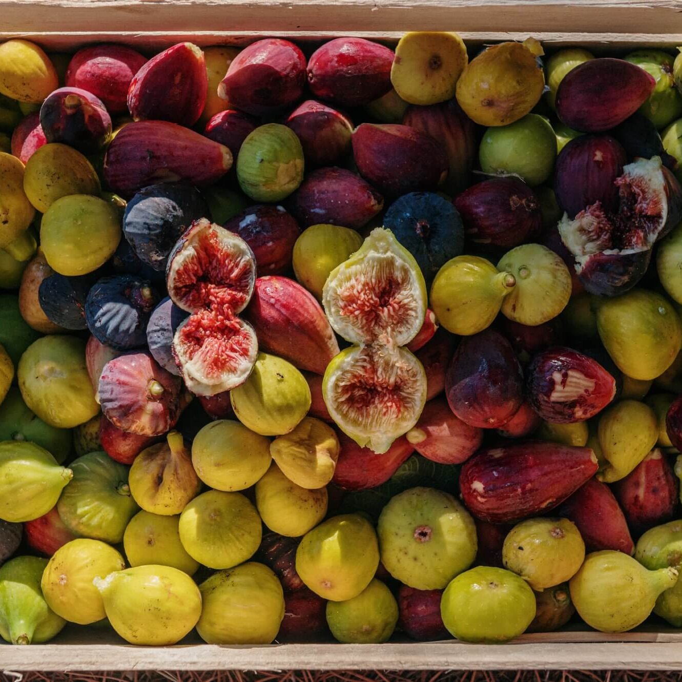 Festa della Fica 2024